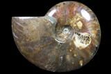 Flashy Red Iridescent Ammonite - Wide #81843-1